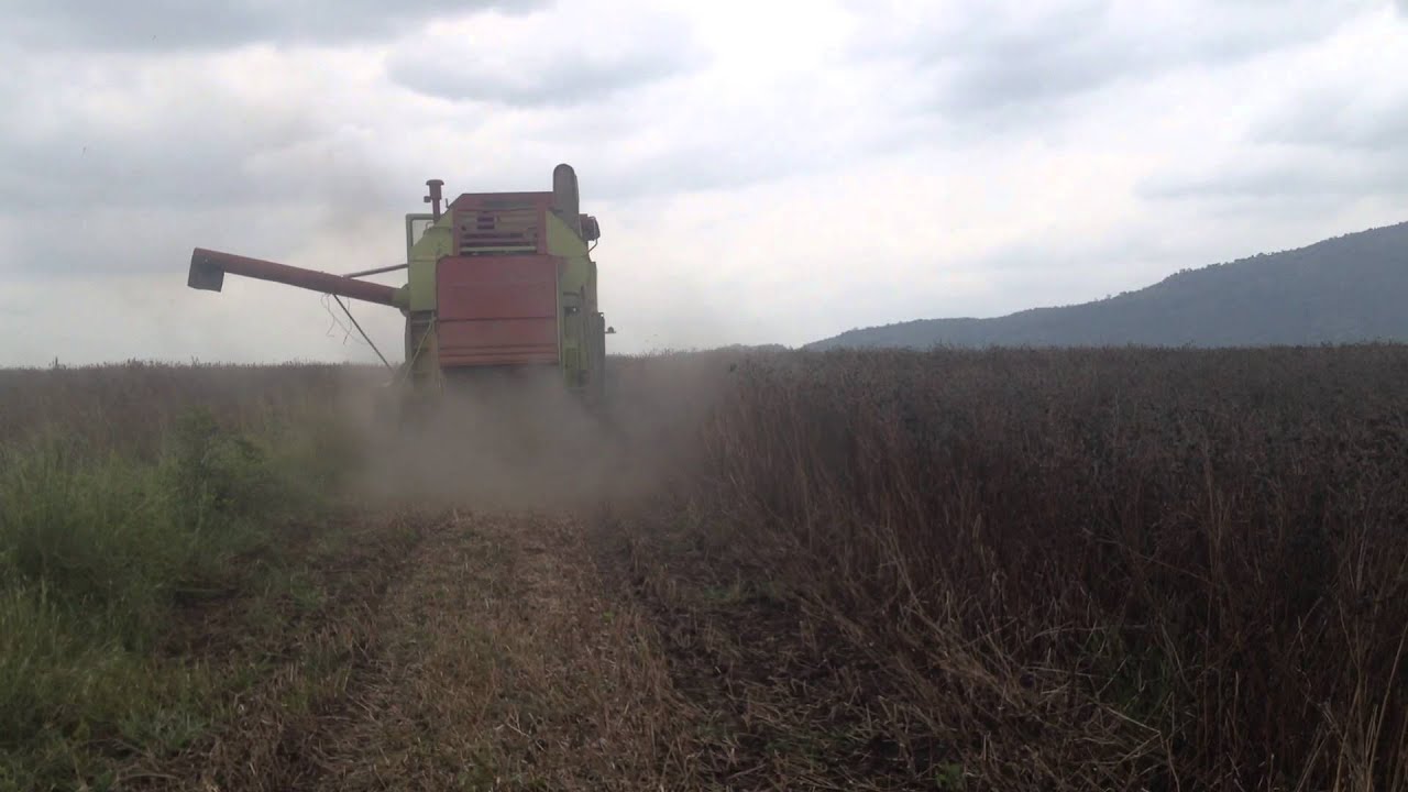 Harvesting chia at Green Crop Farming Ghana
