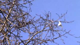 Бакинские бойные голуби Литвинова Е.В. 26.12.2013(2)