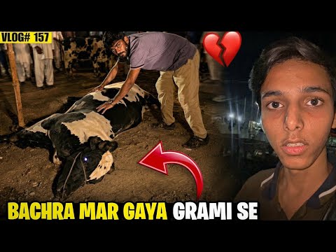 Heart Attack Se Janwar Mar Gaya😥💔| Northren Bypass Mandi | Papa Ne Camel Ghar Lane Se Mana Kerdiya