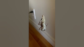 Cross Orb Weavers are awesome #shorts #spiders #silk