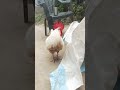 Kukuku Cook Super