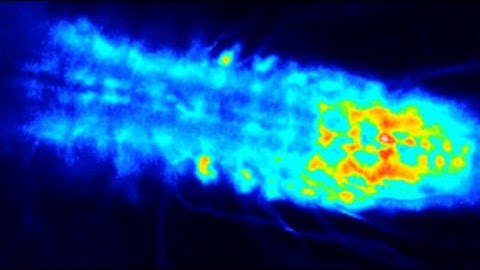 Launching a Career in Neuroscience: Stefan Pulver, Janelia Fellow