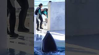 天才シャチ「ラビー」のオネダリが可愛すぎた♥ #Shorts #鴨川シーワールド #Kamogawaseaworld #Orca #Killerwhale
