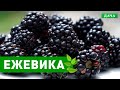 Вкусный Сад: ЕЖЕВИКА и уход за ней