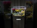 UNS 60U - 20 Gallon Aquarium Plant GROWTH #shorts