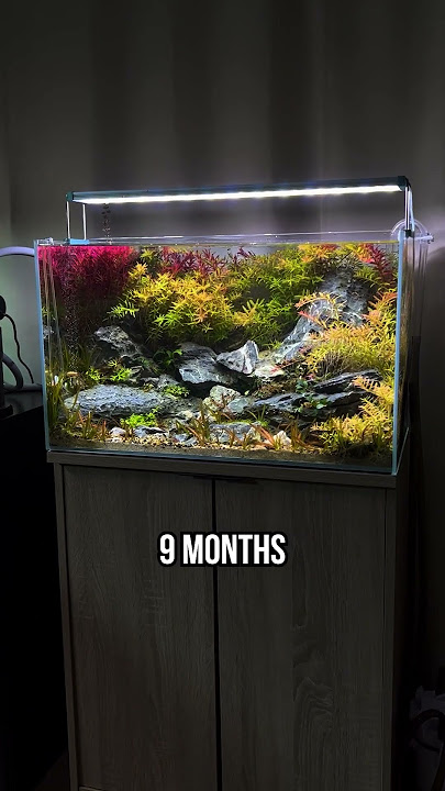 UNS 60U - 20 Gallon Aquarium Plant GROWTH #shorts