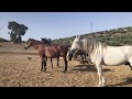 El semental marca el territorio, gallinas y potros - Yeguada Juan Díaz Navarro