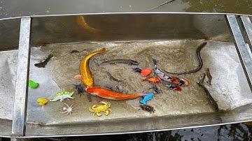 Kem Chanel chèo thuyền ra ao thu hoạch dọ cá, cua, cá koi, cá chuối, cá rô, lươn, khủng long.Part 37