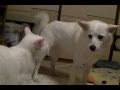 犬を襲う猫