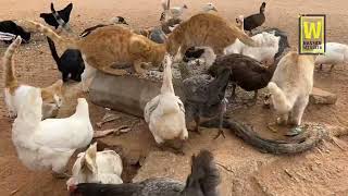 اطعام الحيوانات والطيور Feed the animals and birds