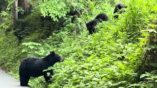 🍽️ Family Dinner: Mama Bear & Two Cubs in Cades Cove
