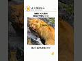 油断してた猫の反応が可愛いww #猫のいる暮らし #いい言葉 #猫好きさんと繋がりたい #好きな子猫