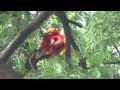 Ara macao - Guacamaya bandera- Parque de la Bailarina Medellin