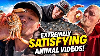 WARNING - Extremely Satisfying Ocean Animal Compilation! (NEW)