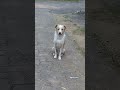 #dogshorts #doggielife #dogvideos #doggybestfriend #streetdog #doğuakdeniz