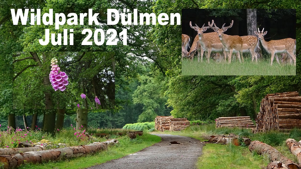Wildpark Dülmen Juli 2021 - YouTube