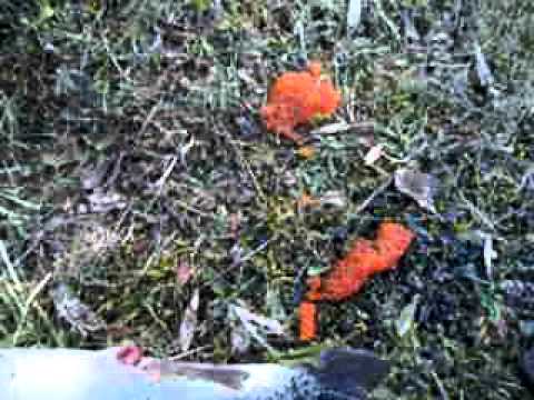 CLUB-MONADIRE.GE  დედალი კალმახი.