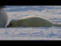 Baby harp seal begging for milk. / お乳をねだるアザラシの赤ちゃん