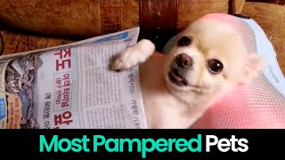 Spoiled Rotten: Meet The Most Pampered Pets In The World!