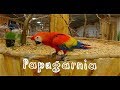 Papugarnia Kakadu Poznań | GoPro Hero 7 | Parrots 4K