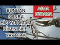 Hiç Bilmeyen Bile Beş Dakikada Halleder | En Kolay Asma Budama Yöntemi |