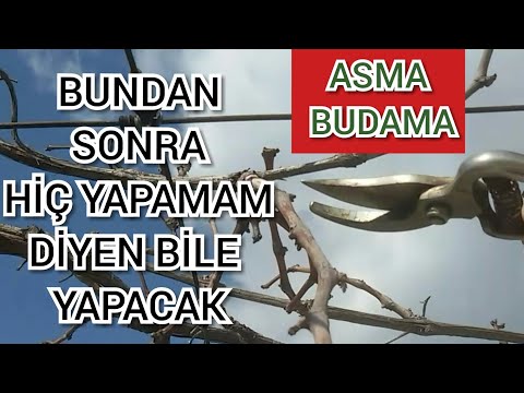 Video: Payızda üzüm Budama (35 şəkil): Yeni Başlayanlar üçün Addım-addım Təsvirə Görə Necə Budama Etmək Olar? Budama Ilk Ildə Sentyabrda Və Bir Ayda Aparılır