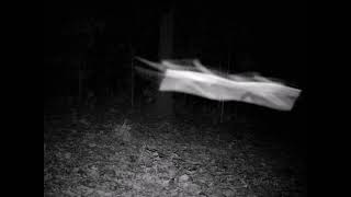 Flying Squirrel Trail Camera Footage - What is it