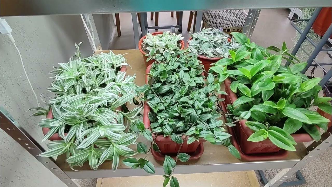 Как сделать шикарный пышный куст традесканции за 5 минут. Черенкование ...