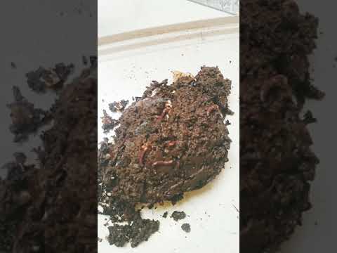 Vídeo: Dicas de vermicompostagem ao ar livre: onde consigo minhocas para jardim