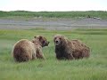 Grizzly Bears at Hallo Bay, Katmai NP, Alaska