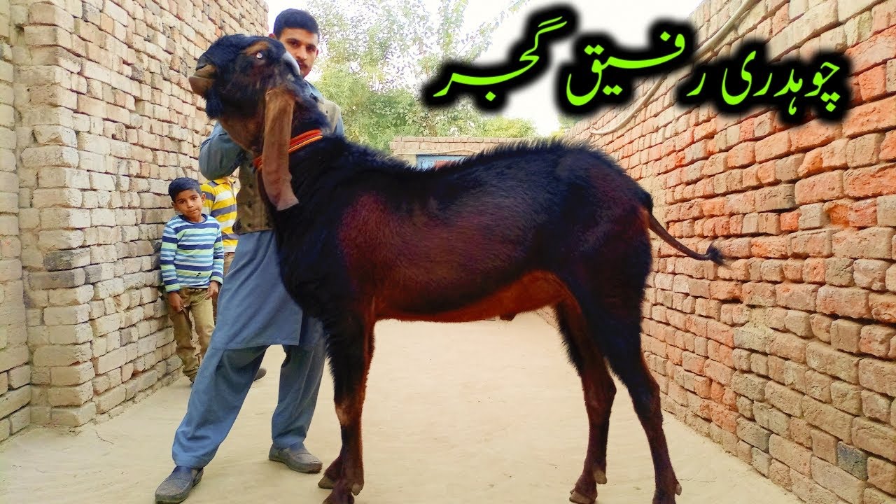 Biggest Breader Bkra Of Ch Rafeeq Gujjar in Faislabad_Beetal Goat ...