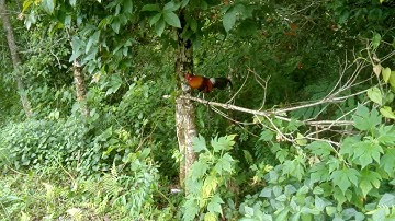 saib qaib dib zoo nraug cuag qaib qus thb