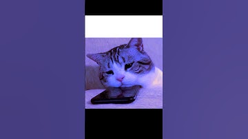 🎵: my song , i was only temporary - my head is empty #cat #darkambient #liminal #kitten