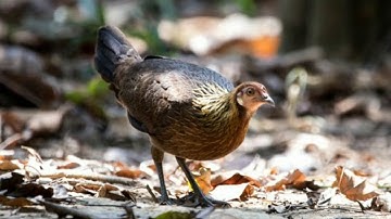 Suab poj qaib seev tuaj tiag tiag li nawb...! Tiếng gà mái chuẩn tôi từng sử dụng 2020