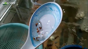 Khánh Hòa: Lai tạo thành công dòng cá Nemo đột biến có màu sắc “độc lạ”