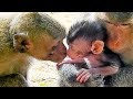 Brother Love and Kiss Baby Monkey, Mum Protect Baby Monkey.