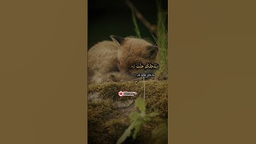 ماهر المعيقلي سورة التحريم (الذين آمنوا توبوا إلى الله توبة نصوحا)