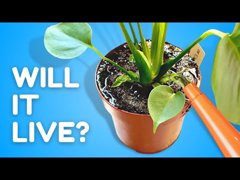 Video: Bør jeg vanne blomsterbed hver dag?