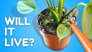 I Watered My Plant EVERY Day For a Month (The Results SHOCKED Me)