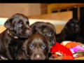 Day 24 - Coco&#39;s chocolate lab puppies