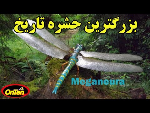 بزرگترین حشره ای که در آسمان زمین به پرواز درآمده است