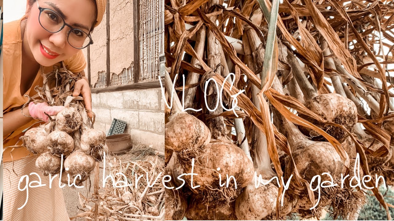DAY IN MY LIFE HARVESTING MY GARLIC YouTube DAY IN MY LIFE HARVESTING MY GARLIC YouTube