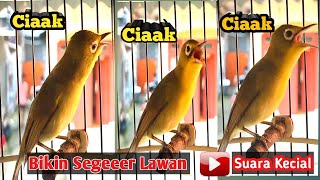 CIAK CIAK CIAK KECIAL KUNING BIKIN SEGER LAWAN YANG DENGER || SUARA KECIAL