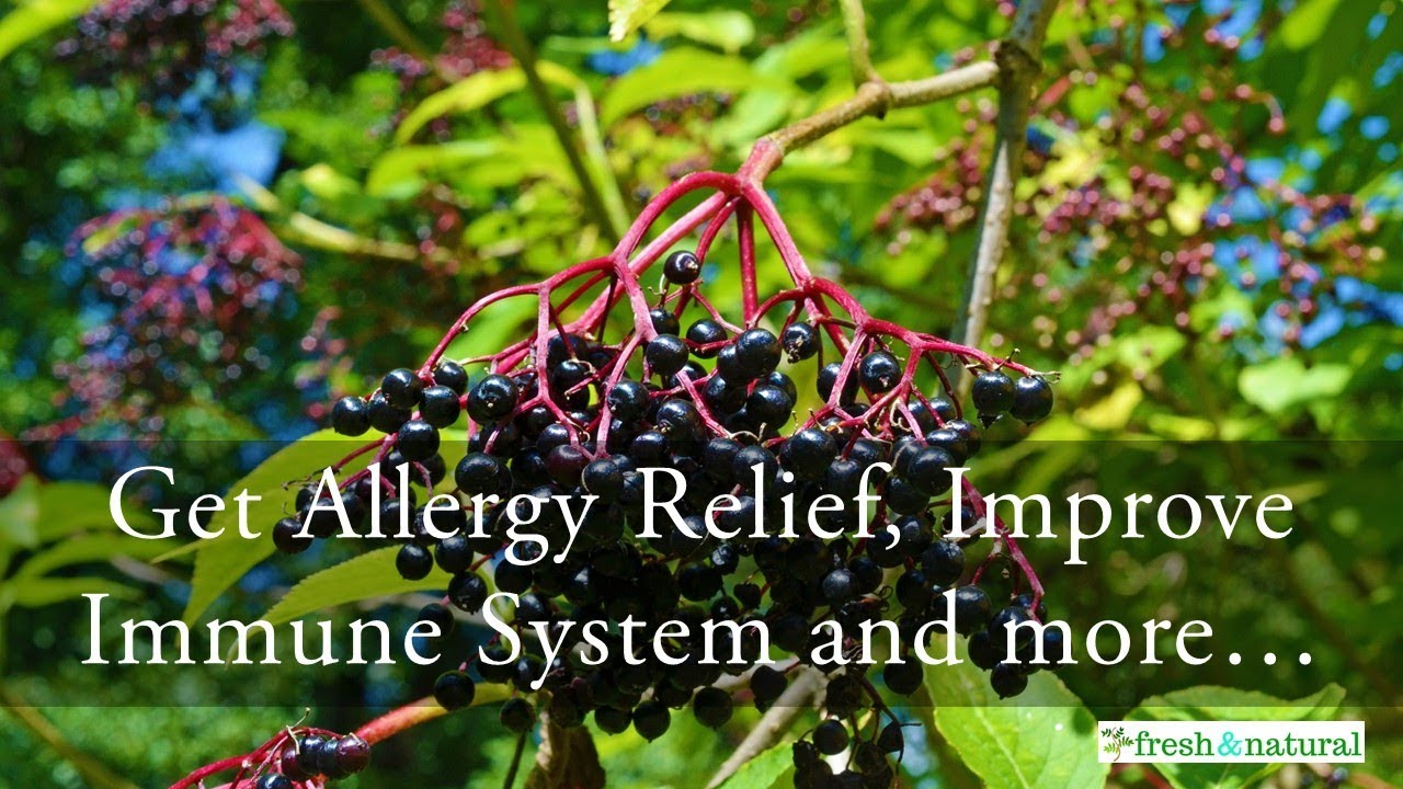 Healing Benefits of Elderberry Heal Cough, Cold, Flu, Allergy symptoms