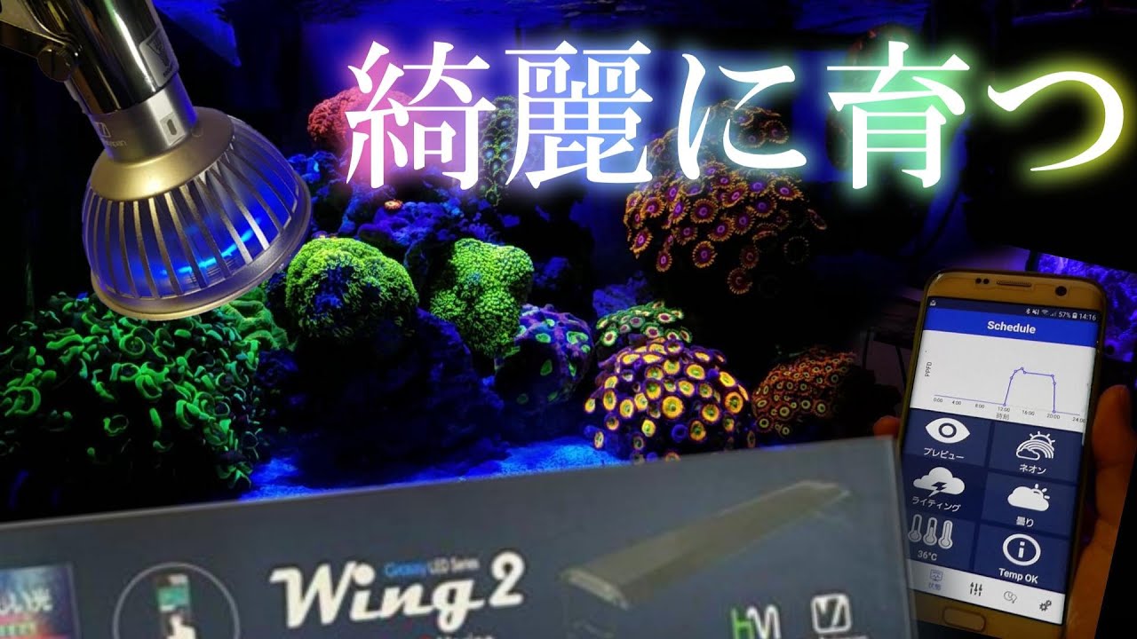 海水アクアリウム】このライトでサンゴ綺麗に成長します！ - YouTube