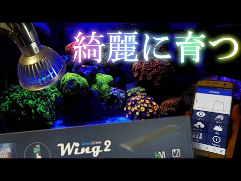 海水アクアリウム】このライトでサンゴ綺麗に成長します！ - YouTube