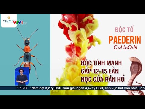 Video Cẩn trọng với kiến ba khoang khi mùa mưa đến | VTV24 - youtube