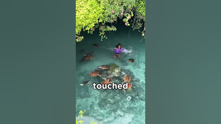 Turtle Pond Gone Wrong (@real_cecee)