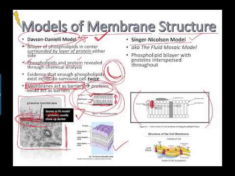Video: Hvad er de forskellige cellemembranmodeller?