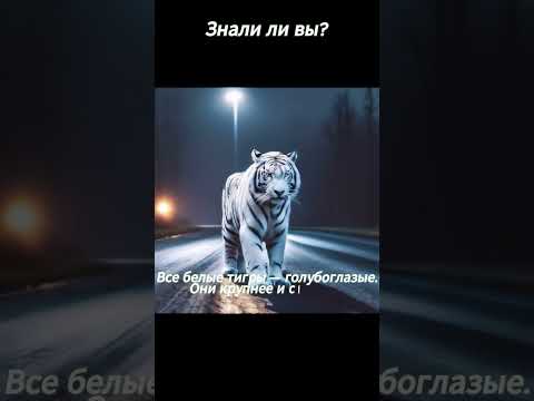 Тигры - самые узнаваемые большие хищники. Facts about tigers!)) march 2024 Shorts